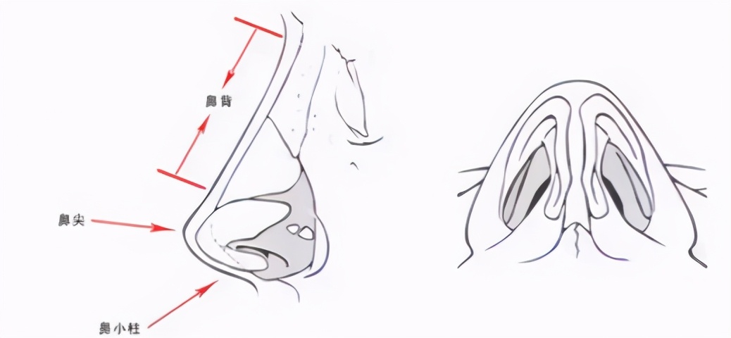 鼻部太瘦做鼻综合效果怎样,鼻尖塑形和鼻头缩小是一种手术吗