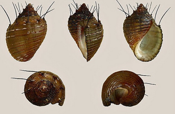 大千世界追寻神秘生物,大千世界昆虫