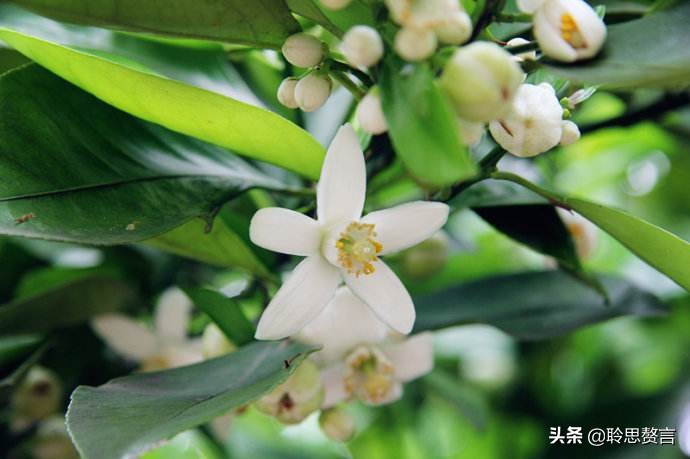橘柚花诗词精选一十八首蓼岸风多橘柚香，堪怜堪爱还堪惜
