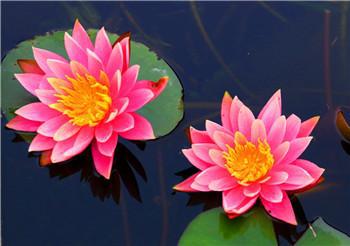 睡莲的叶子是红色是什么品种,用很小的盆就能养的睡莲品种