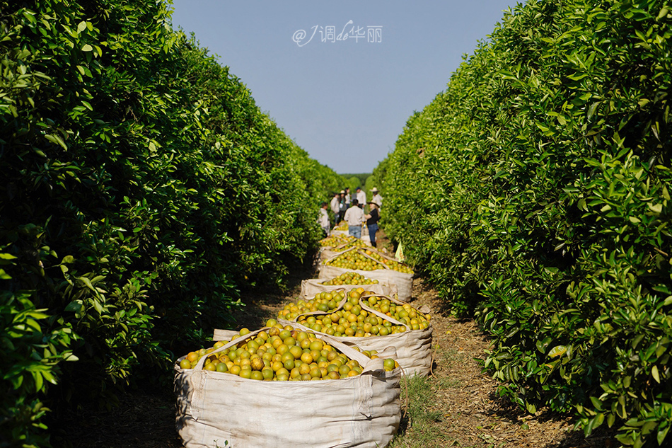 巴西像内马尔的人,巴西像