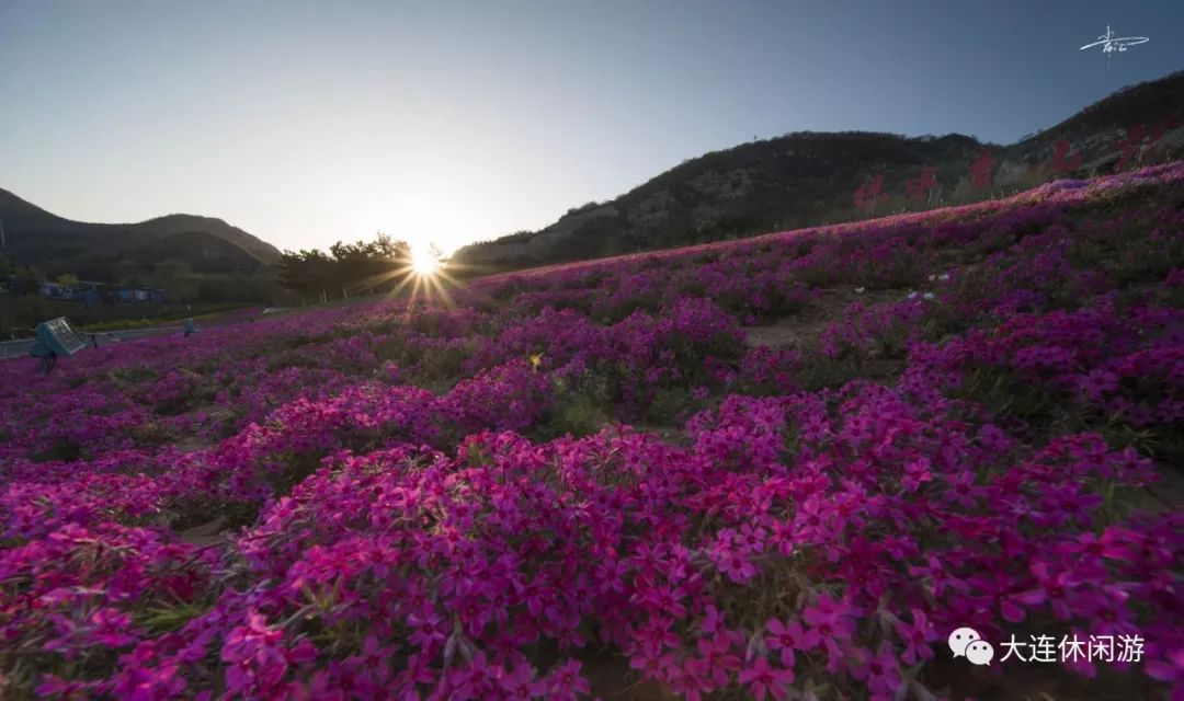 大连附近哪里有花海,大连一片花海