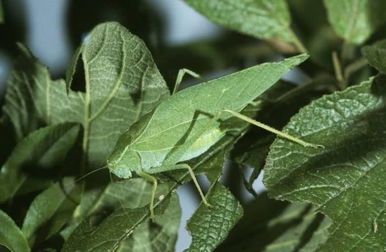 大自然伪装动物,为什么各种动物有自己的特点