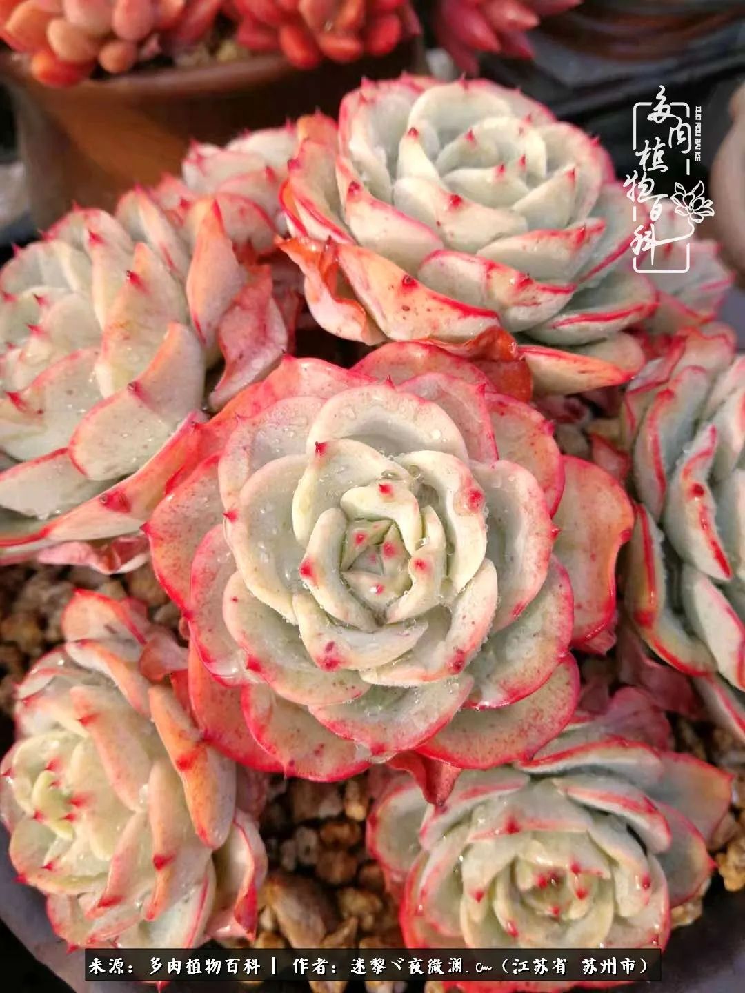 围观多肉版武林大会，一起穿越吧,下