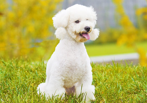 饲养贵宾的6大禁忌,饲养巨型贵宾犬6大禁忌