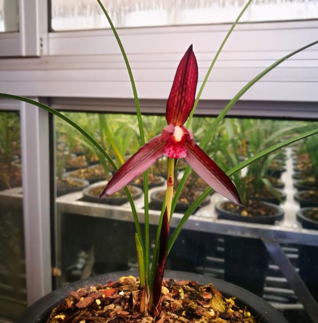 国兰第一名红素兰花,春兰十大红素兰图