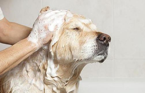 养狗小知识不能吃什么,养狗不知道的秘密