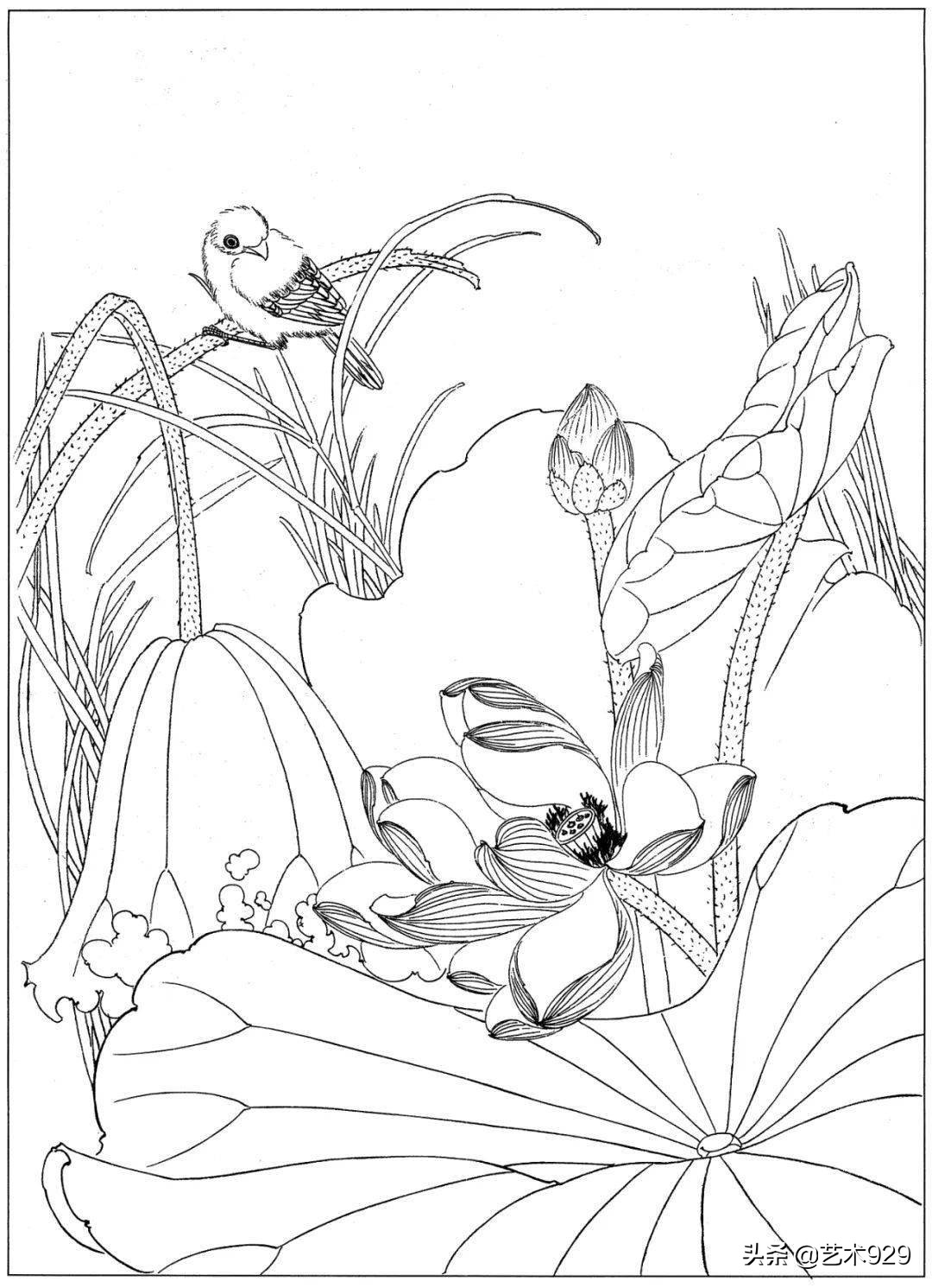 余稚荷花蜻蜓图高清白描底稿,白描荷花勾线方法讲解视频