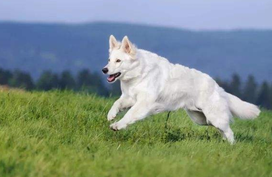 德国牧羊犬白色,白色德国牧羊犬多少钱