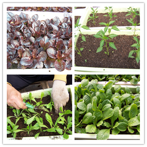 盆栽果树营养土如何配制,盆栽蔬菜种植方法视频教程