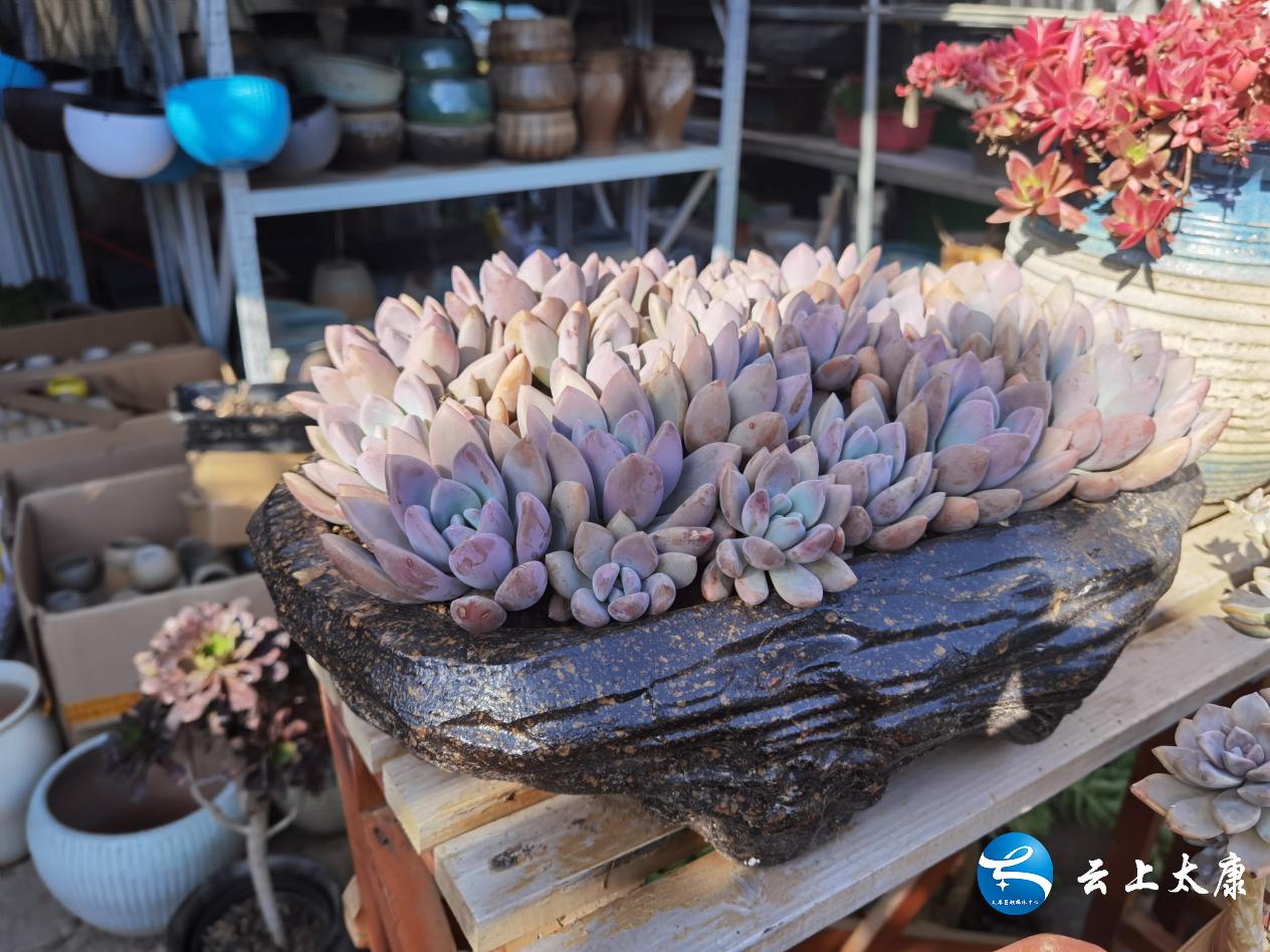 返乡创业成就梦想,农民返乡创业种多肉