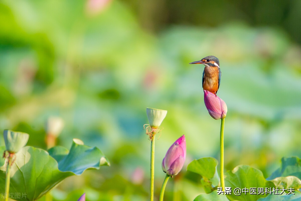 得了前列腺炎怎么食疗,得了前列腺炎吃啥药好得快
