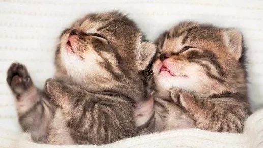 体型小的猫怀孕期间要注意什么,猫长胖只长肚子怎么办