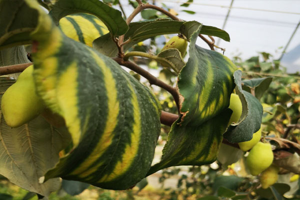 青枣缺素症状图谱,青枣叶子发黄是怎么回事