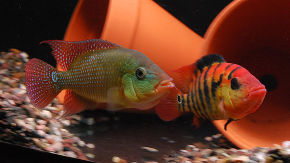 慈鲷品种,慈鲷类型