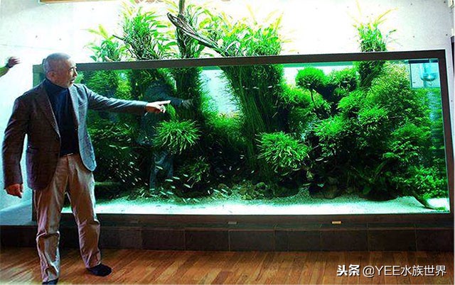 水草缸水草怎么选择,水草缸养鱼注意事项有哪些