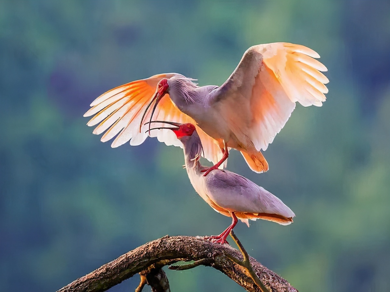 中宣部鲁骥,柳林村鲁骥