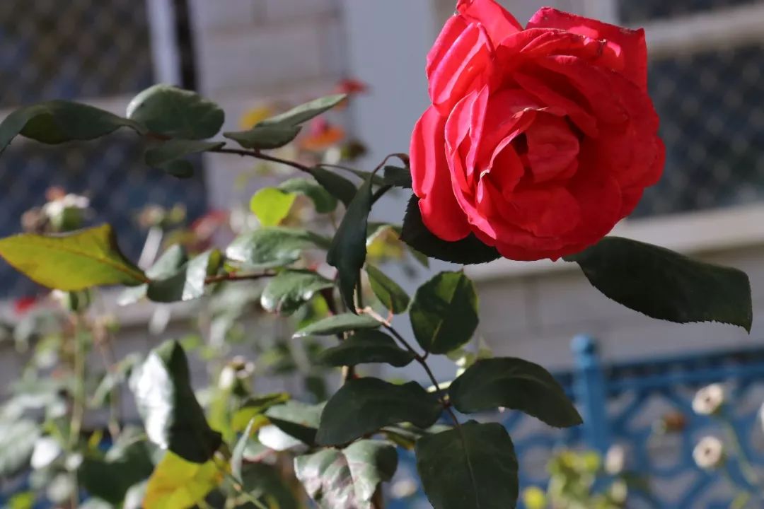 美丽校园我的家完整版,美丽校园我的家