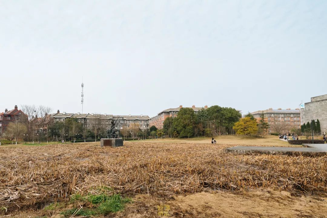 自从藏龙岛有了南延线,我就再没羡慕过别人家的学校!