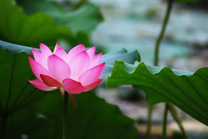 俐安心语怎么样,俐安心语消费