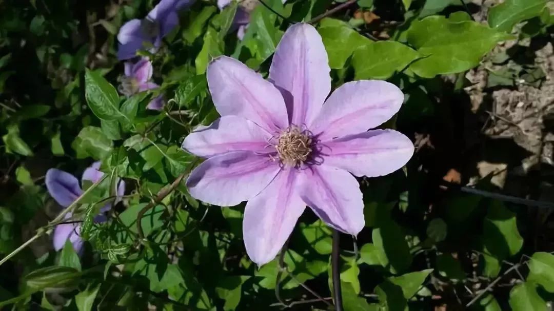看到花的时候,不知是什么花?那就收下这份百花图谱