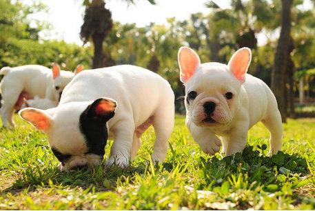 法国斗牛犬可以养吗,法国斗牛犬怎么养