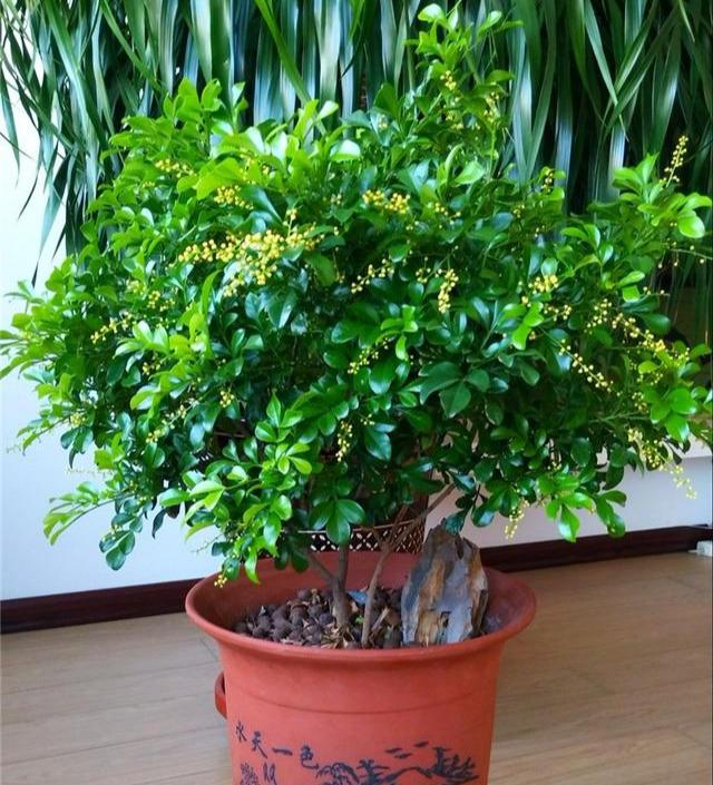 适合懒人养的旺财室内花,家里养这几款花卉太好养