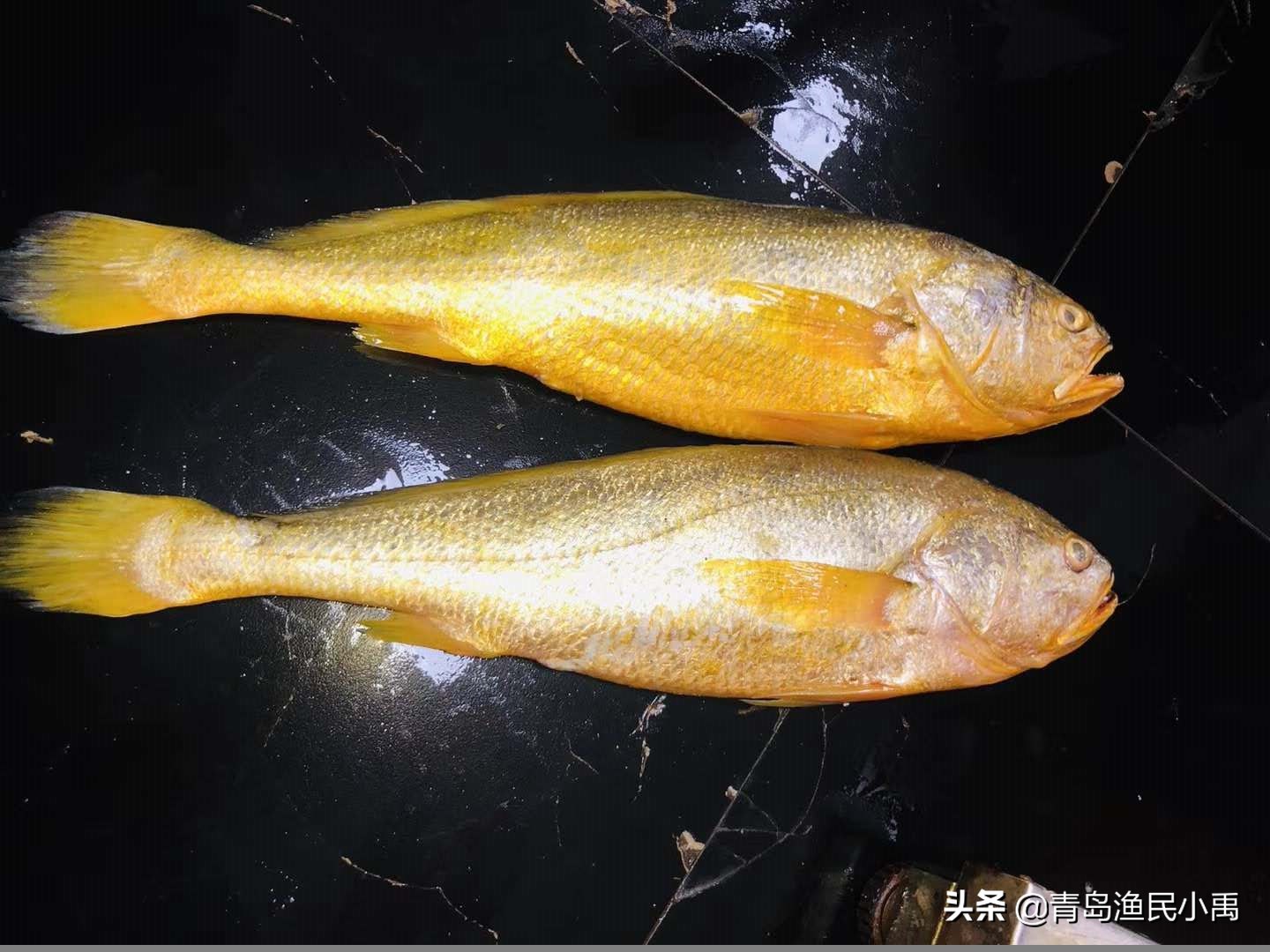 野生大黄鱼最大值多少钱,野生大黄花鱼为啥那么贵