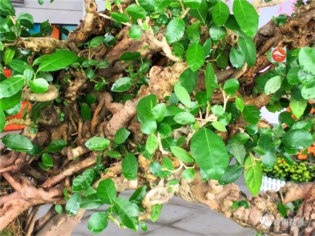 造型极美的盆景一起来欣赏,一组风吹出来的盆景欣赏动感十足