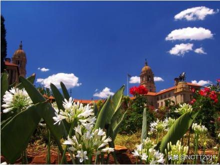开普芦荟长多高,开普芦荟盆栽