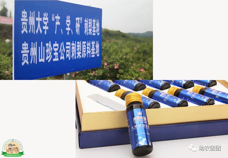 助农团团丨刺梨产业巡礼⑨：“刺梨上市，太医无事”，天然刺梨维C王