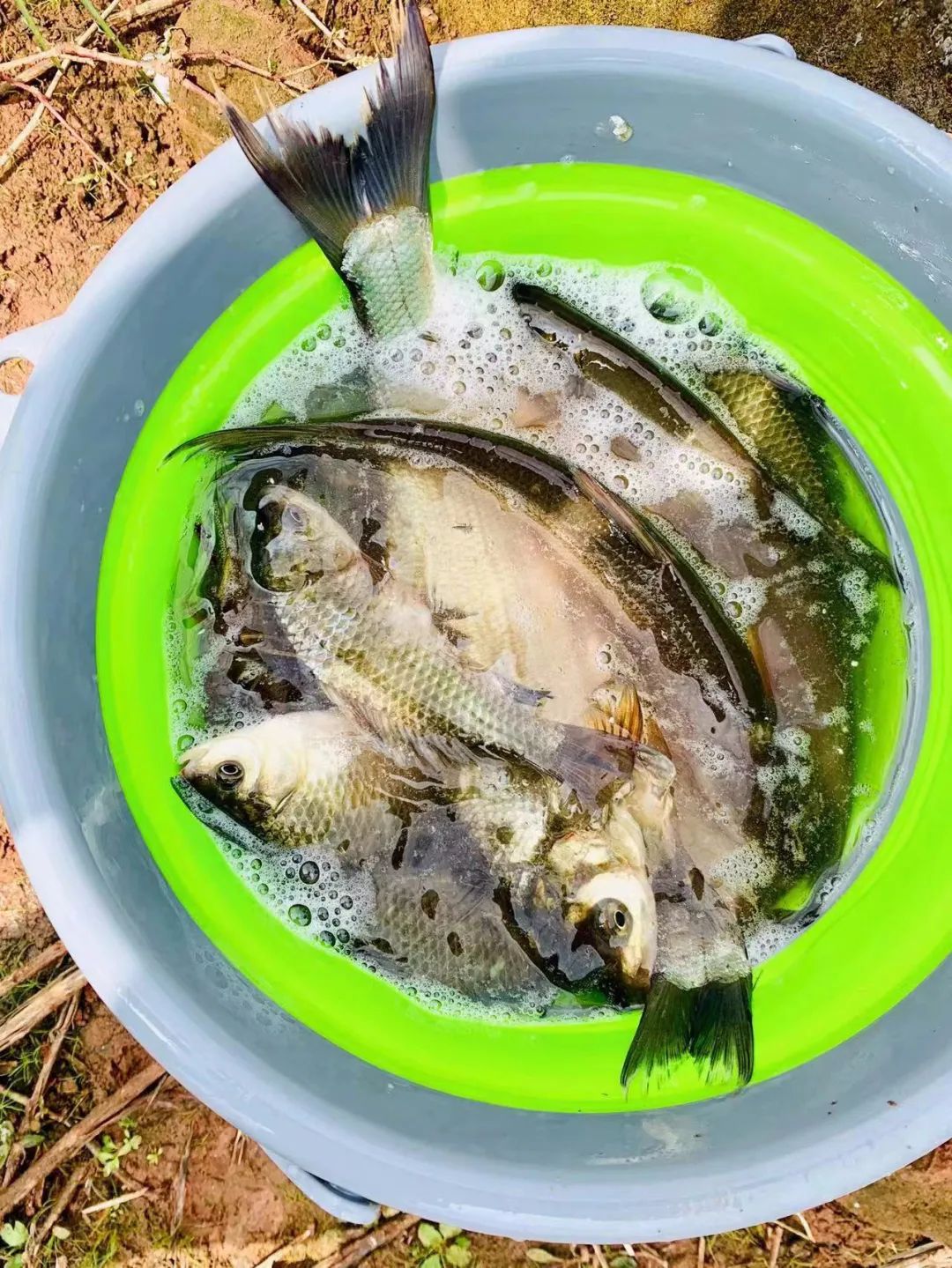 野奢不被鄙视？问问那些爱钓鱼的老孩子们，他们有活蹦乱跳的经验