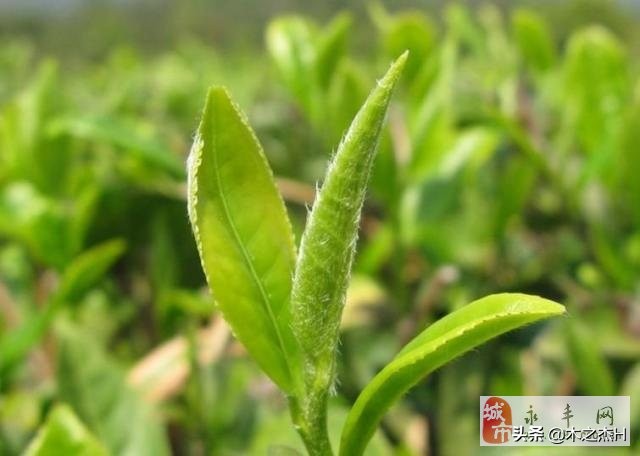 我国32个省市的特产，作为国人的你知道多少？