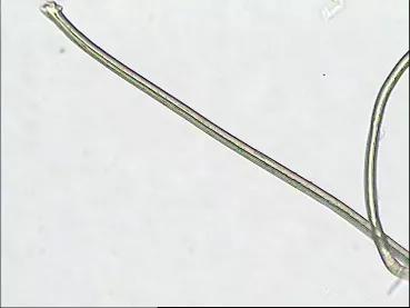 光滑柔软的聚酯纤维,聚酯纤维100%质地柔软