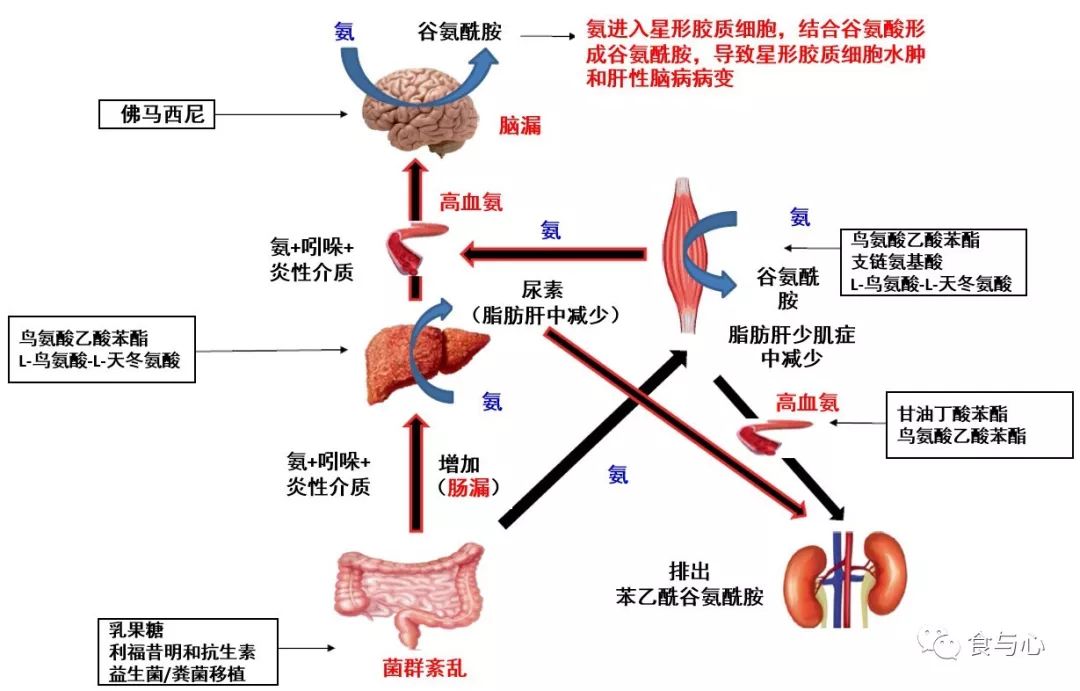 肠漏症的三大指标,肠漏症和脑漏症