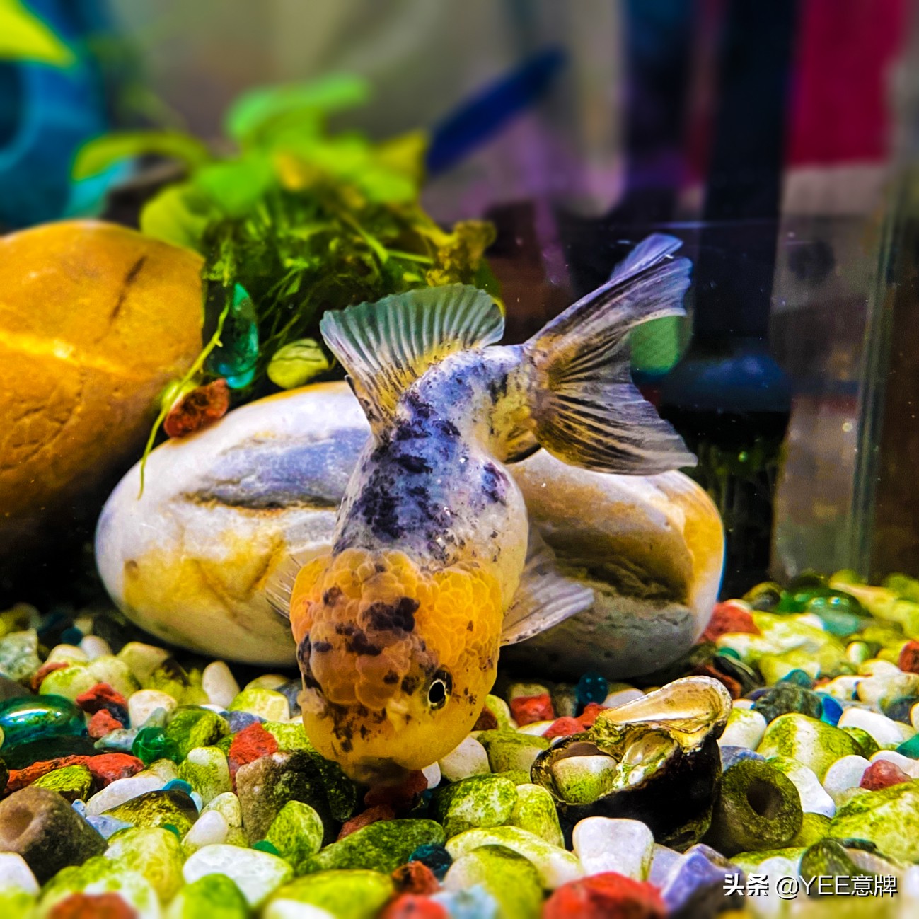 鱼眼睛内白膜怎么治,鱼眼上有层白膜是什么病怎么治