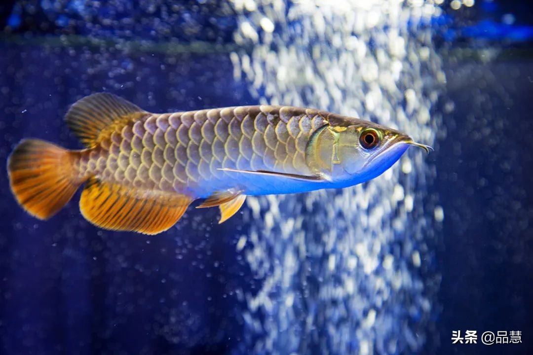 十种便宜又漂亮的龙鱼,一旦拥有别无所求是什么广告