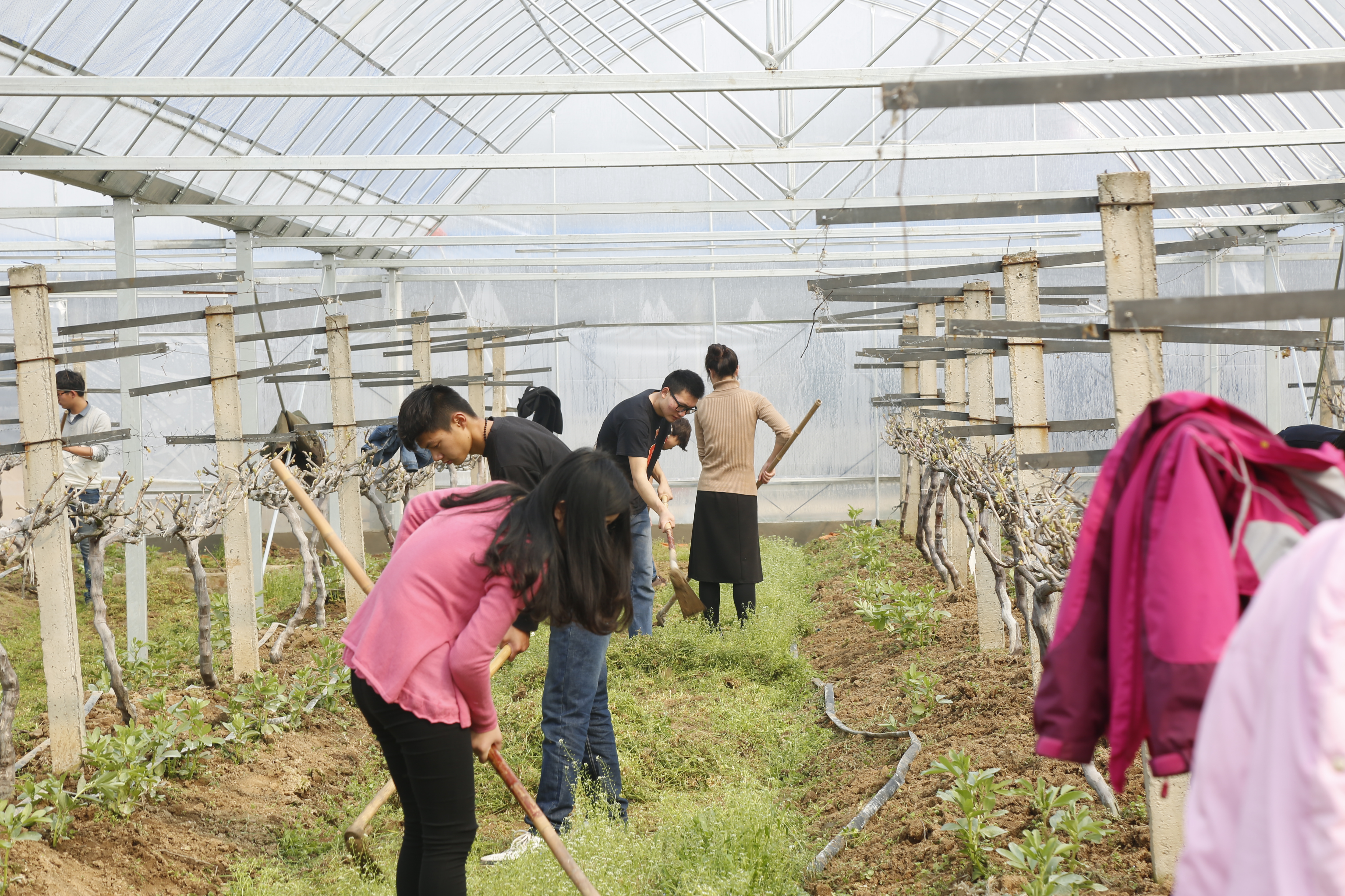 阳台果树树苗种植技术与管理,阳台盆栽老桩葡萄的正确种植方法