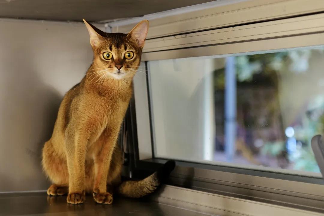 别争了,这条马路才是魔都内卷之王