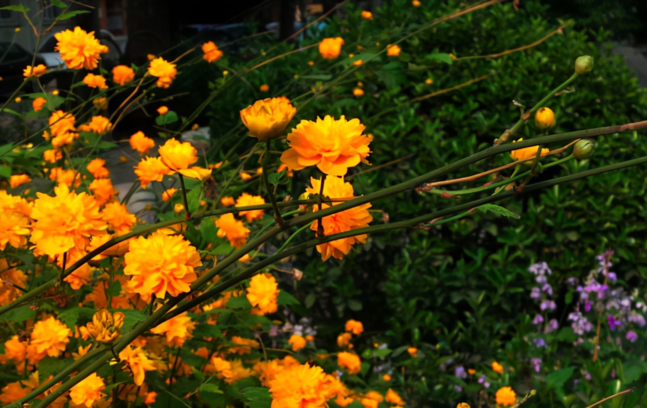 欧阳修的这首词,写透了人生的聚散无常,值得一读再读