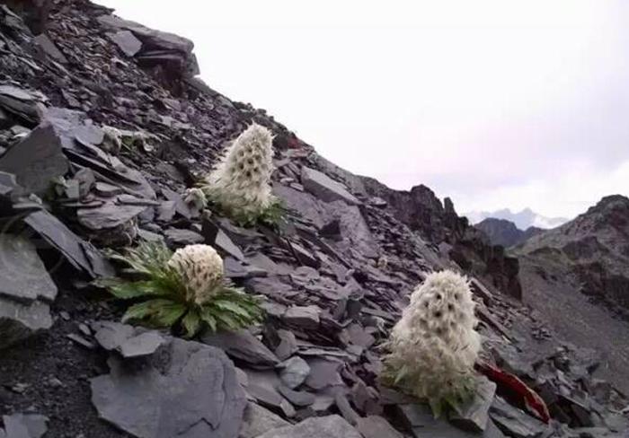 它被称是“麦朵刚拉”，因为张的像兔子，被卖到了黄金一样的价格