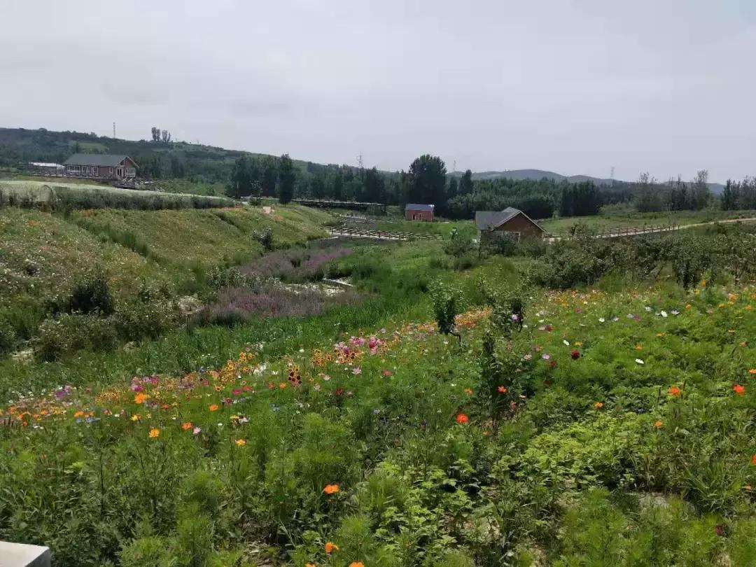 河北绝美自驾游,河北哪里的花海好看最美