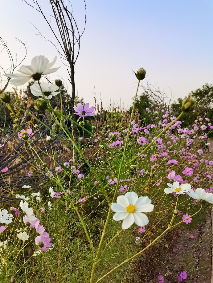 儿子作文写爸爸淹死,儿子让我感动的作文