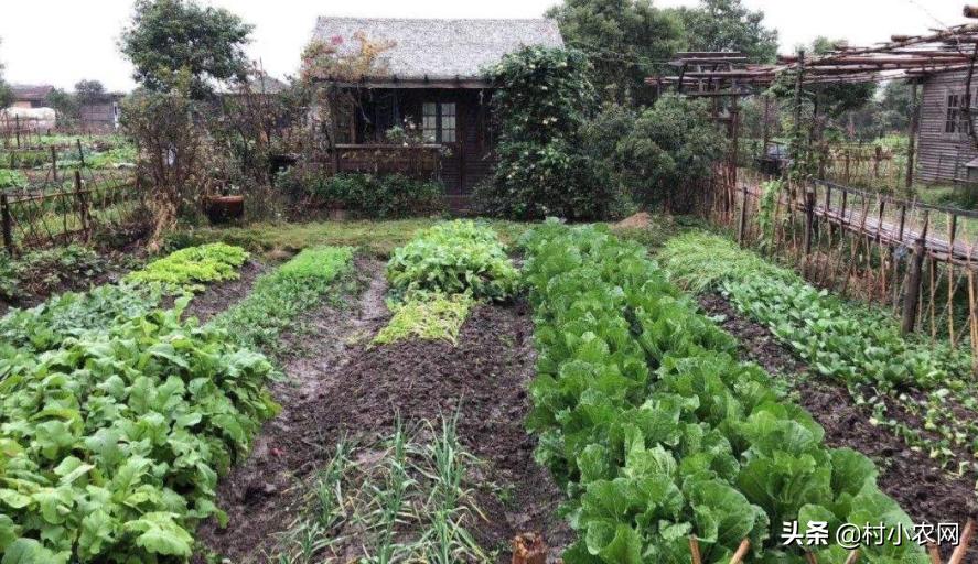 20个农村创业致富小项目,2021农村创业致富项目
