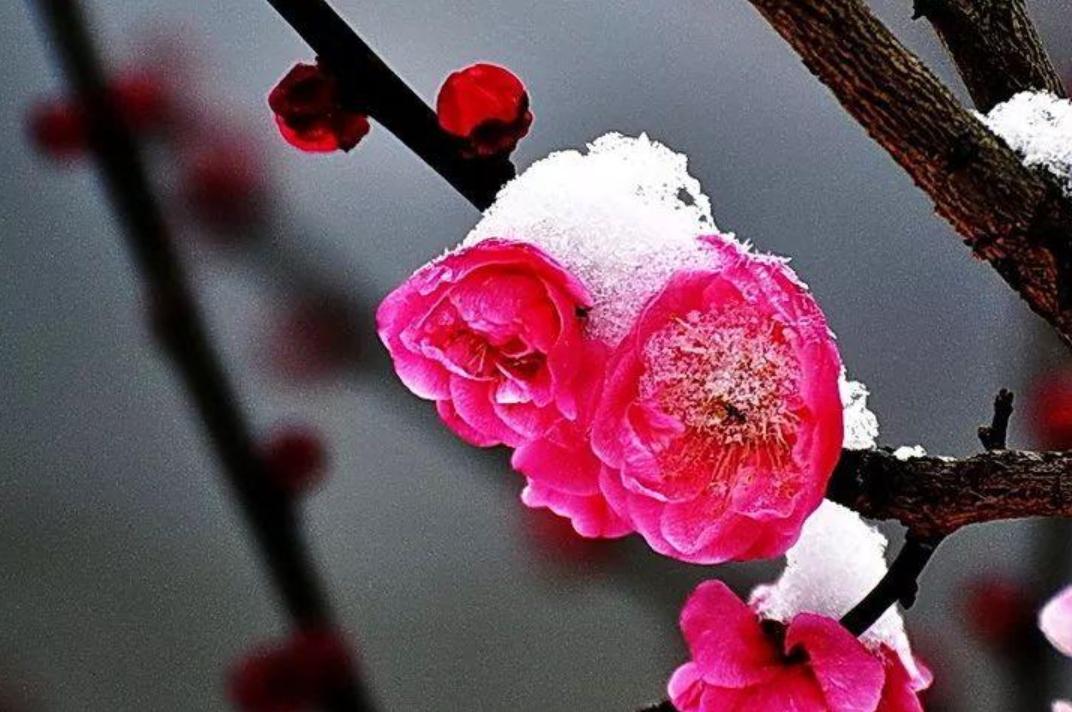 袁明忠|雪压梅枝梅压雪双铺锦地锦铺双(原创回文诗20组)