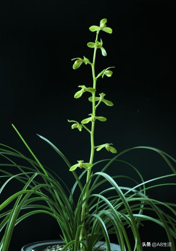 老上海兰花怎么挑选,每日一品中国兰花春兰