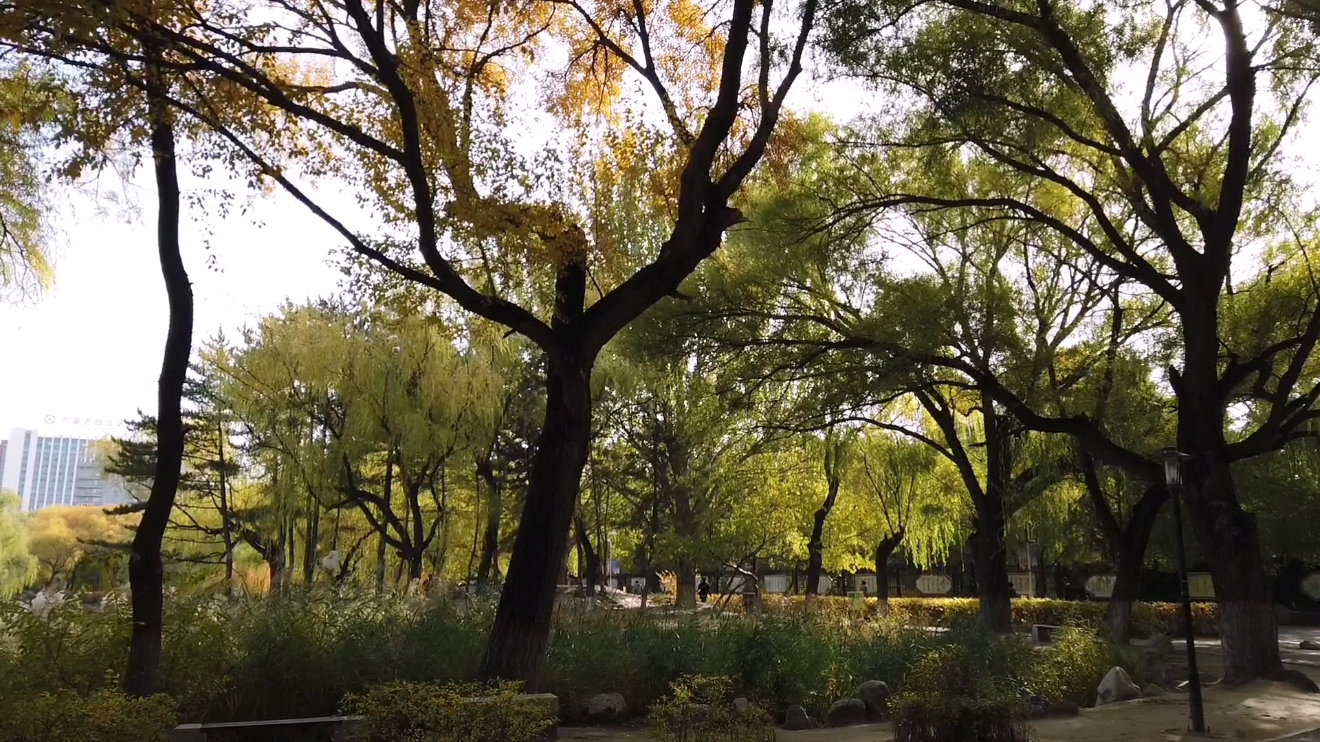 呼和浩特满都海公园晚上,呼和浩特市满都海公园有什么特点