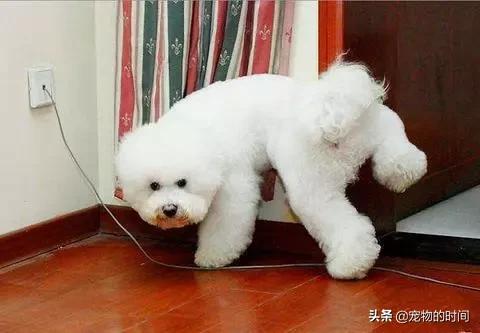 狗狗为什么放出笼子就乱拉乱尿,狗狗乱尿怎么办