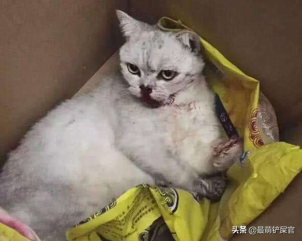 猫咪吐血拉血用什么药,猫咪胃出血是什么原因引起的啊