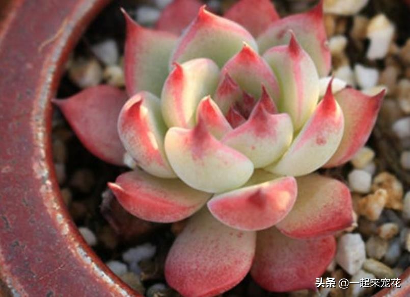 吉娃娃多肉冬天养护方法,吉娃娃类多肉怎么爆盆